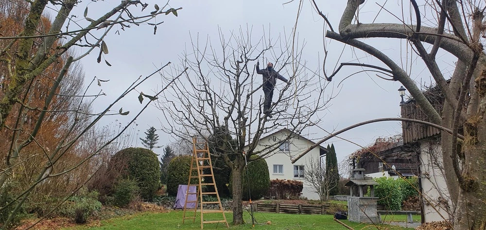 Ihr Spezialist für Baumpflege in Winterthur - Baumpflege Winterthur in Winterthur