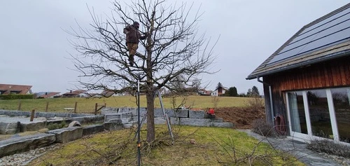 Baumpflege Winterthur - Impressionen unserer Arbeit